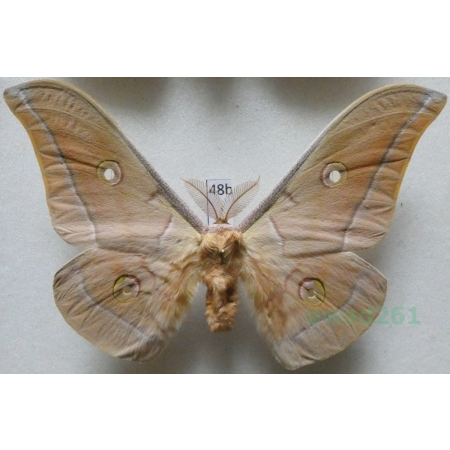 Antheraea pernyi (Guérin-Méneville, 1855) male ex. ovo China 97mm48b